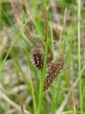 Carex subspecies dichroa