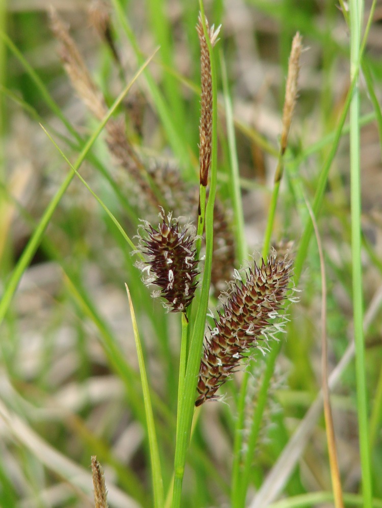 Изображение особи Carex pamirica ssp. dichroa.