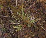 Carex pauciflora