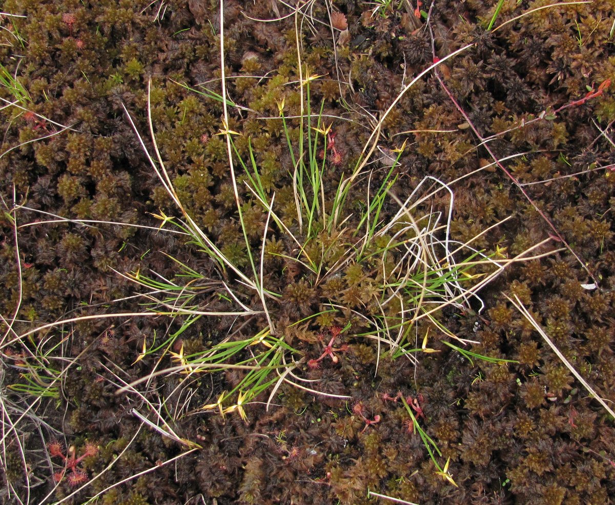 Image of Carex pauciflora specimen.