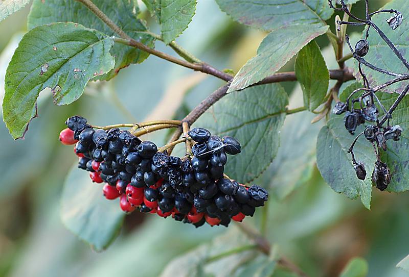 Изображение особи Viburnum lantana.