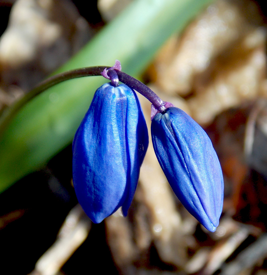 Изображение особи Scilla siberica.