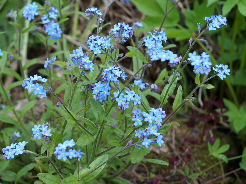 Изображение особи Myosotis sylvatica.