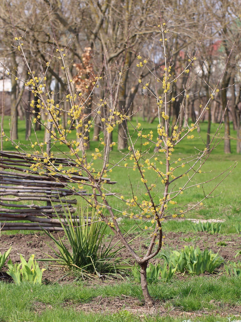 Изображение особи Cornus mas.