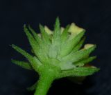 Image of taxon representative. Author is Татьяна Мальчинская