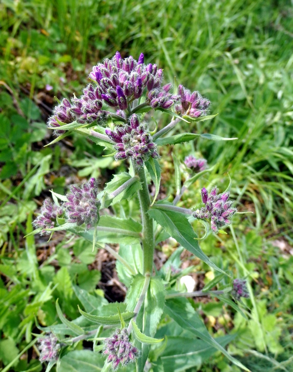 Image of Hesperis pycnotricha specimen.