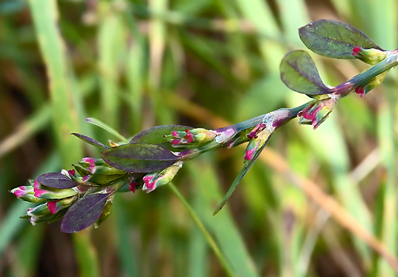 Изображение особи род Polygonum.