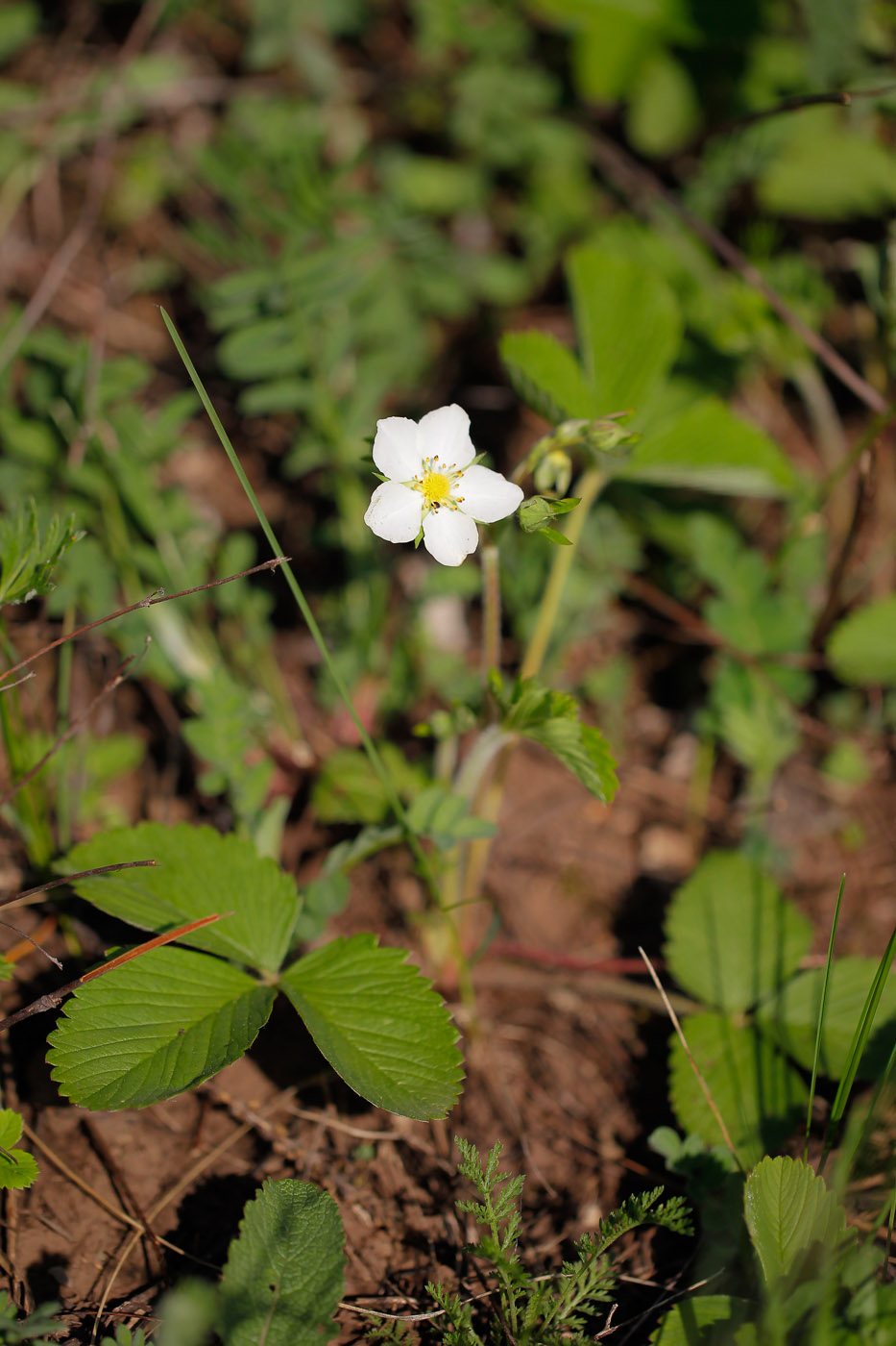 Изображение особи Fragaria viridis.