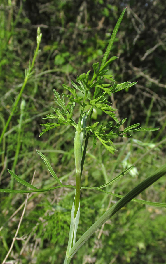 Изображение особи Orlaya grandiflora.