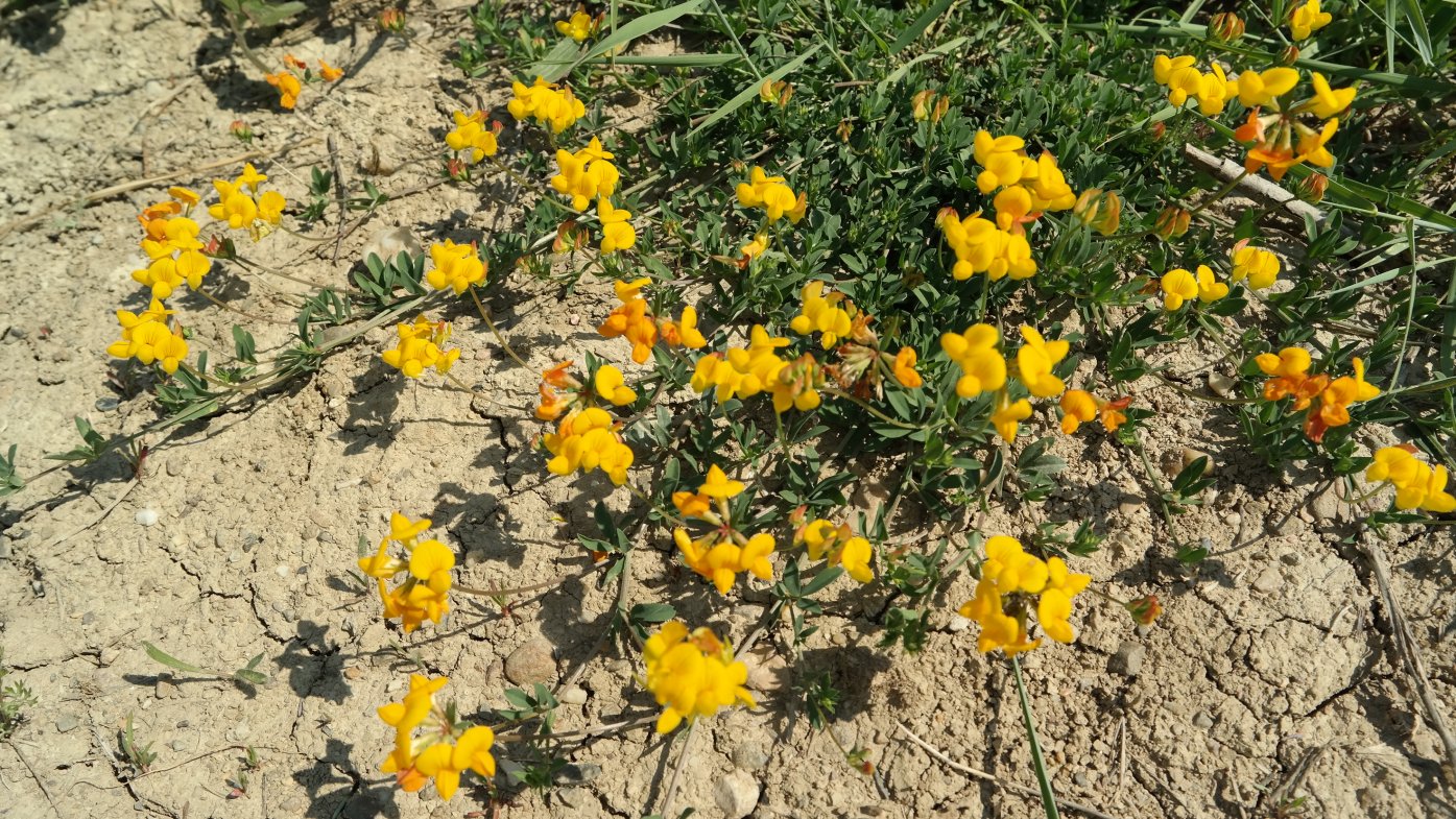 Image of genus Lotus specimen.