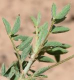 Astragalus xanthomeloides