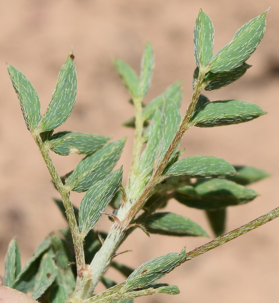 Image of Astragalus xanthomeloides specimen.