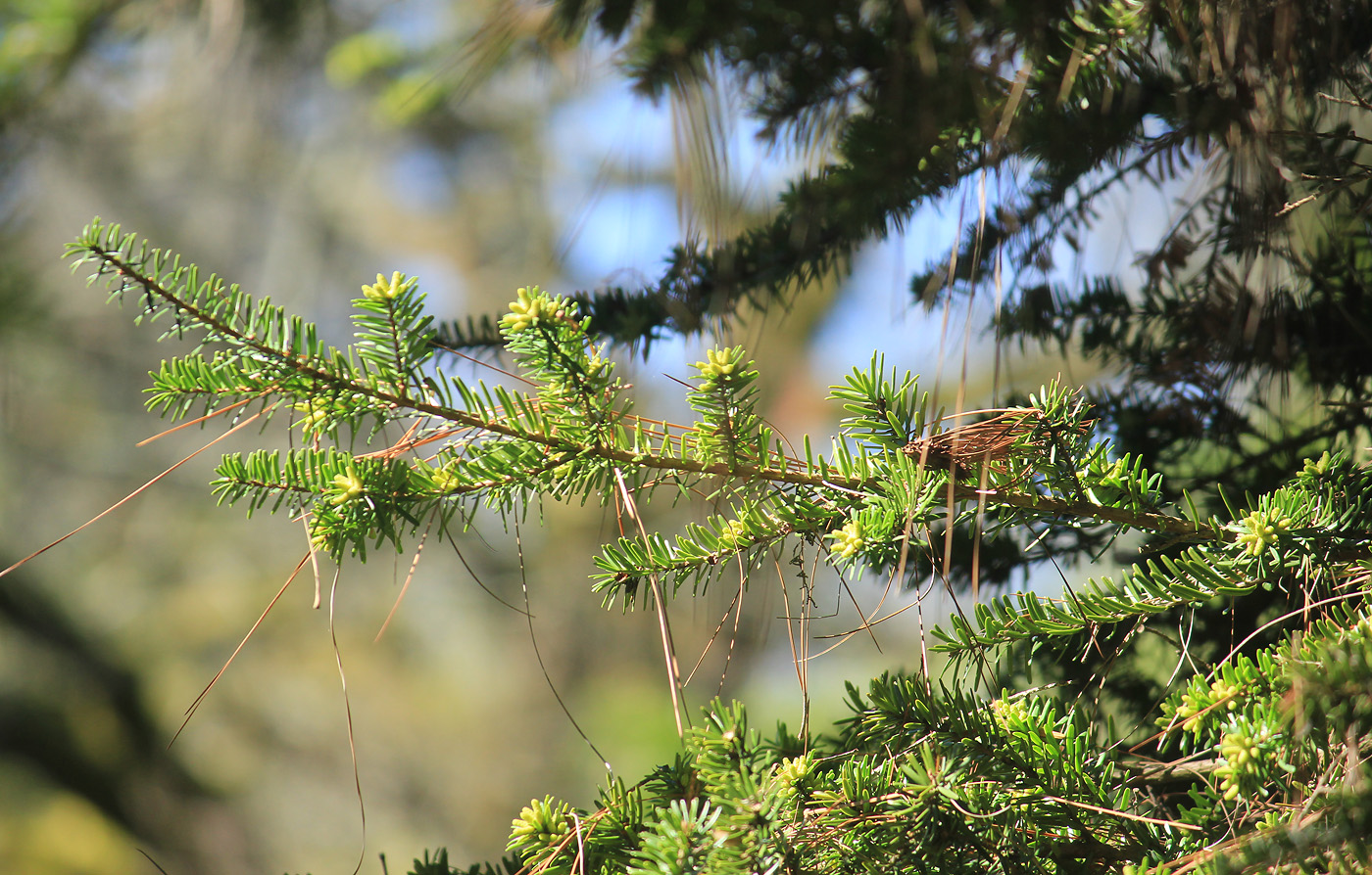 Image of Keteleeria fortunei specimen.