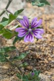 Malva sylvestris