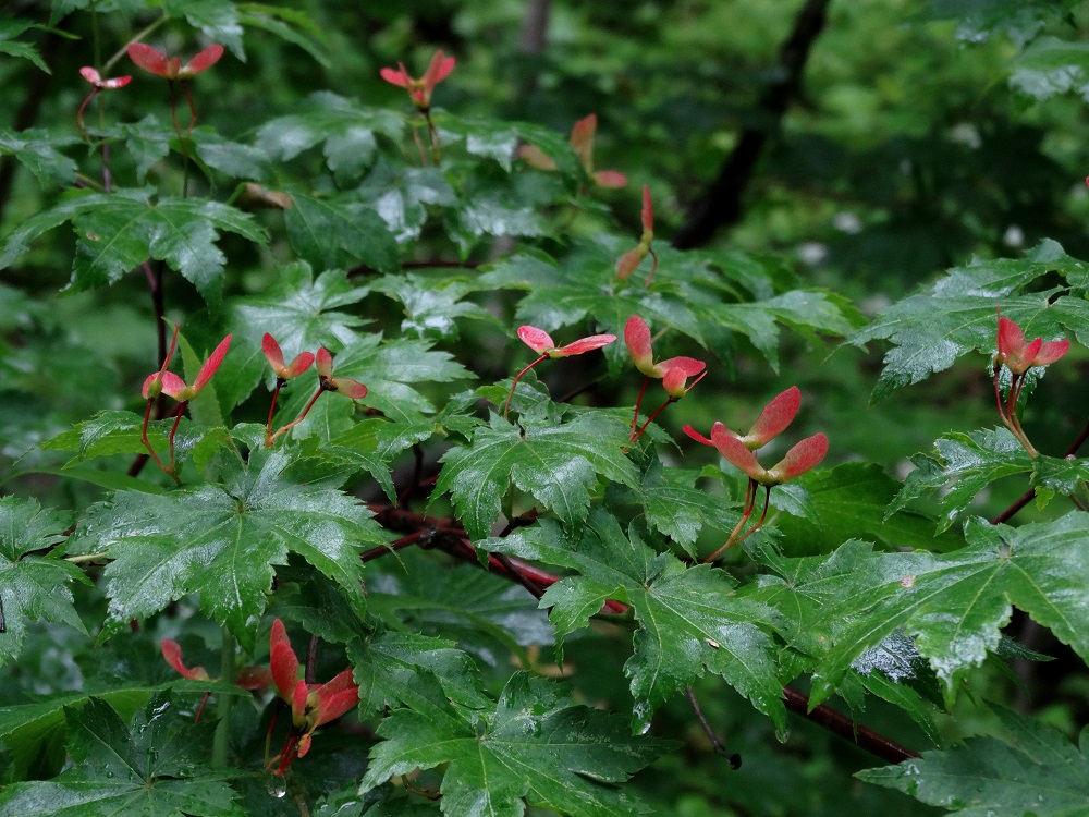 Изображение особи Acer pseudosieboldianum.