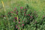 Lathyrus tuberosus