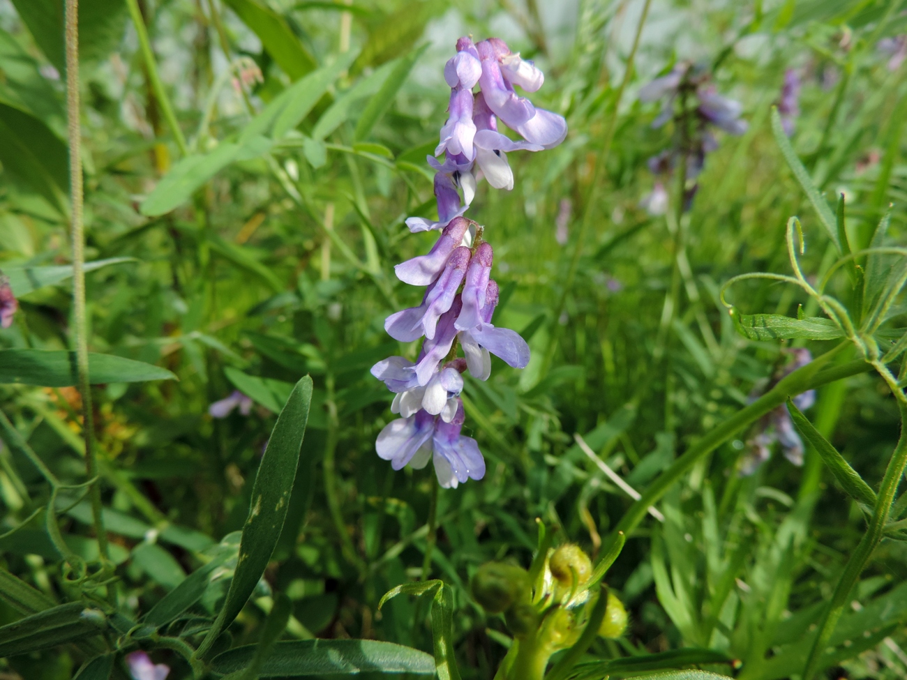 Изображение особи Vicia cracca.