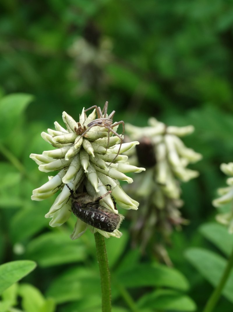 Изображение особи Astragalus uliginosus.