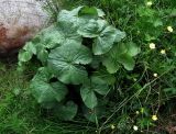 Caltha palustris