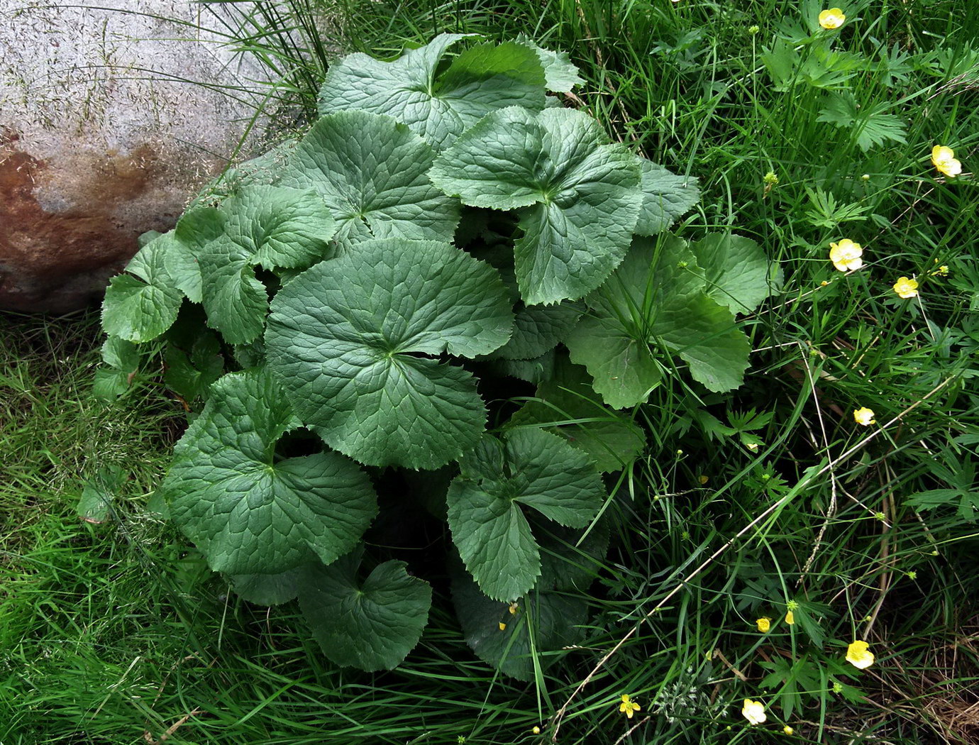 Изображение особи Caltha palustris.