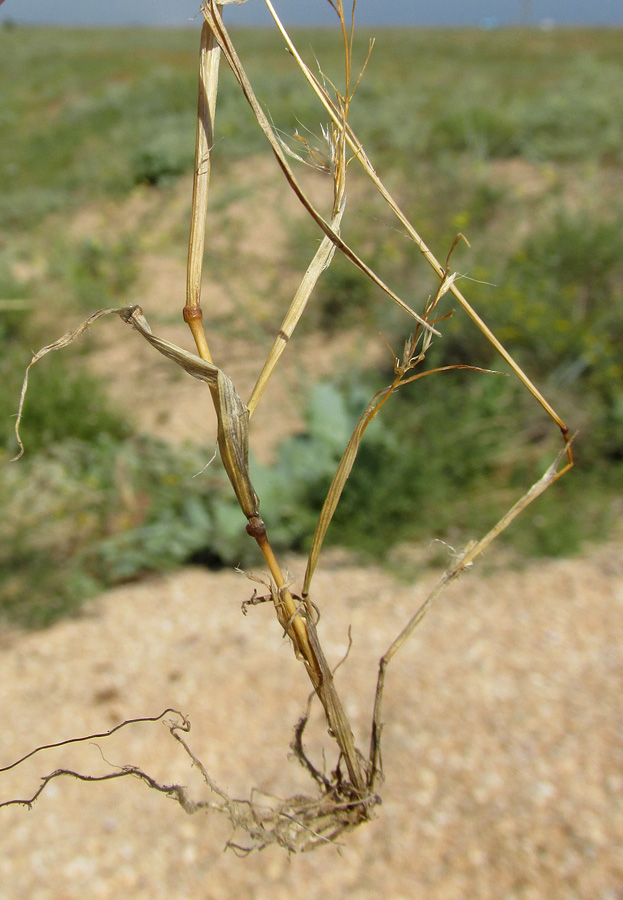 Image of Apera maritima specimen.