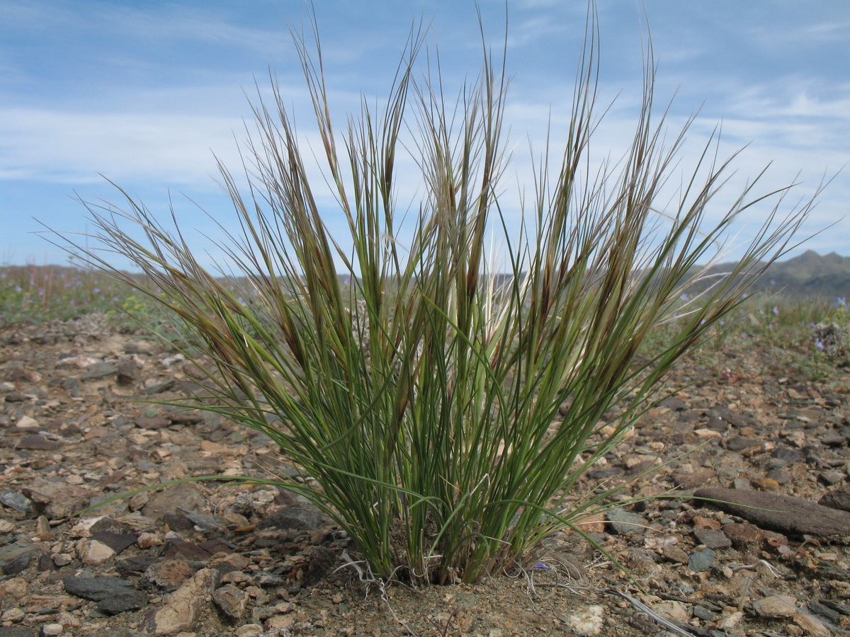 Image of Stipa orientalis specimen.