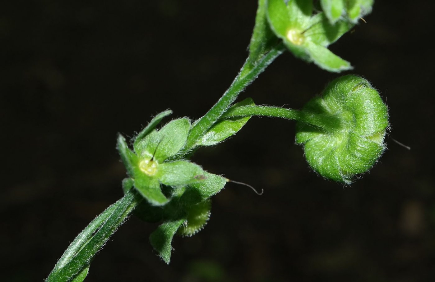 Изображение особи род Cynoglossum.