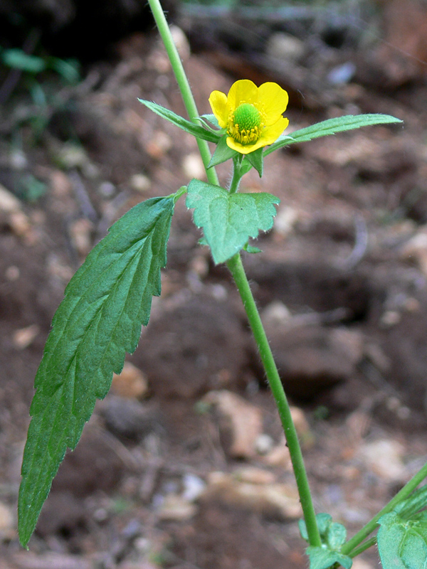 Image of Geum aleppicum specimen.