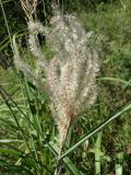 Miscanthus purpurascens