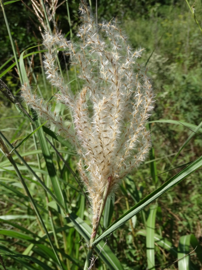 Image of Miscanthus purpurascens specimen.