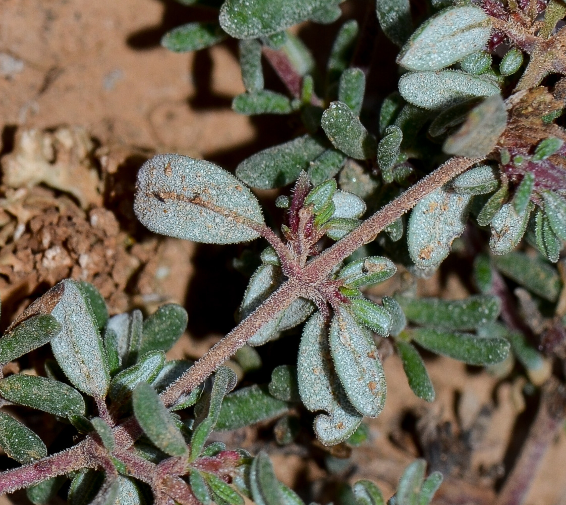 Image of genus Frankenia specimen.