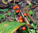 Convallaria majalis