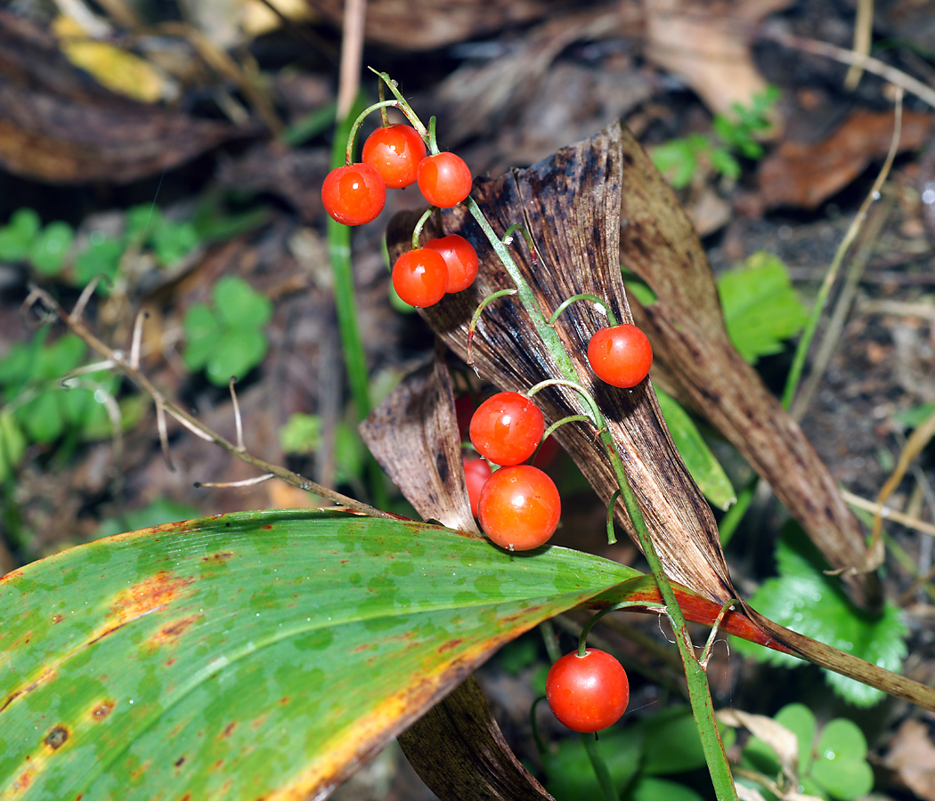 Изображение особи Convallaria majalis.