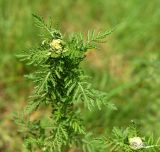 Achillea nobilis