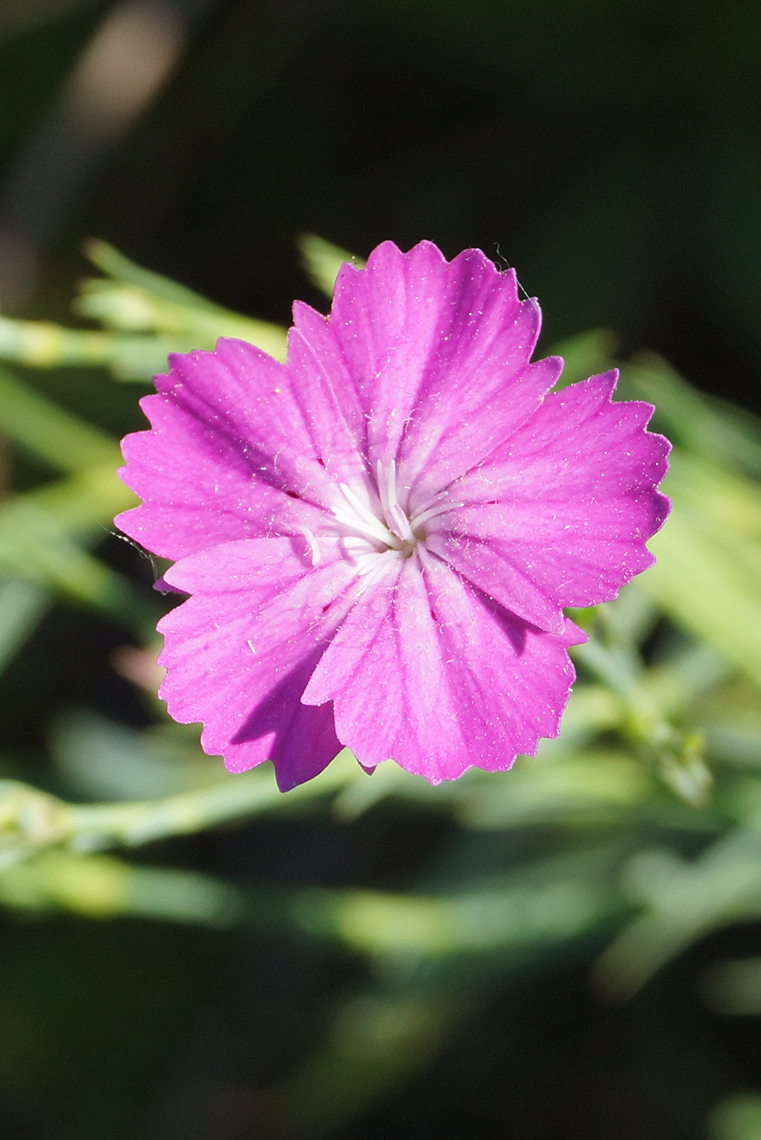 Изображение особи Dianthus versicolor.