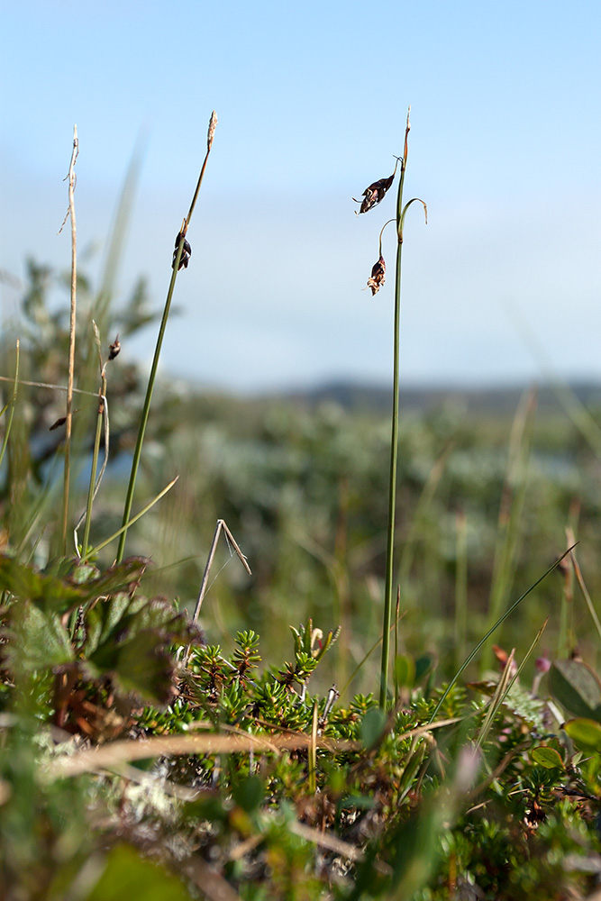 Изображение особи Carex rariflora.