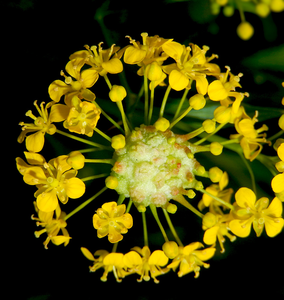 Image of Rorippa austriaca specimen.