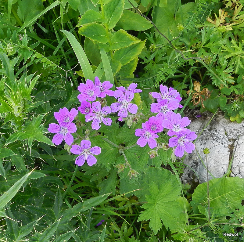 Image of Geranium sylvaticum specimen.