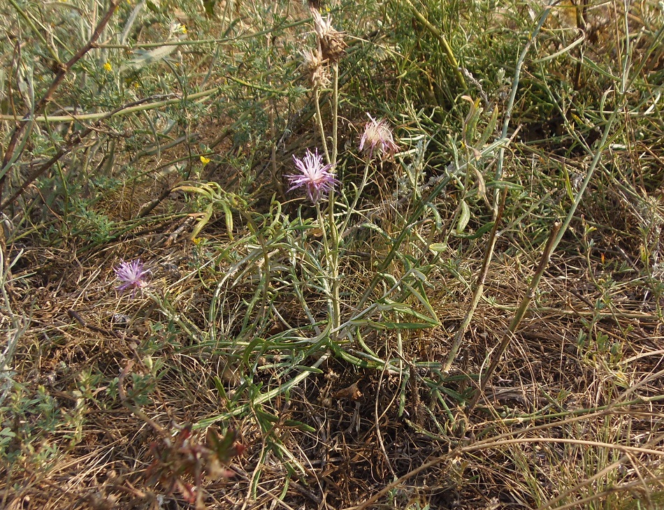 Image of Jurinea granitica specimen.