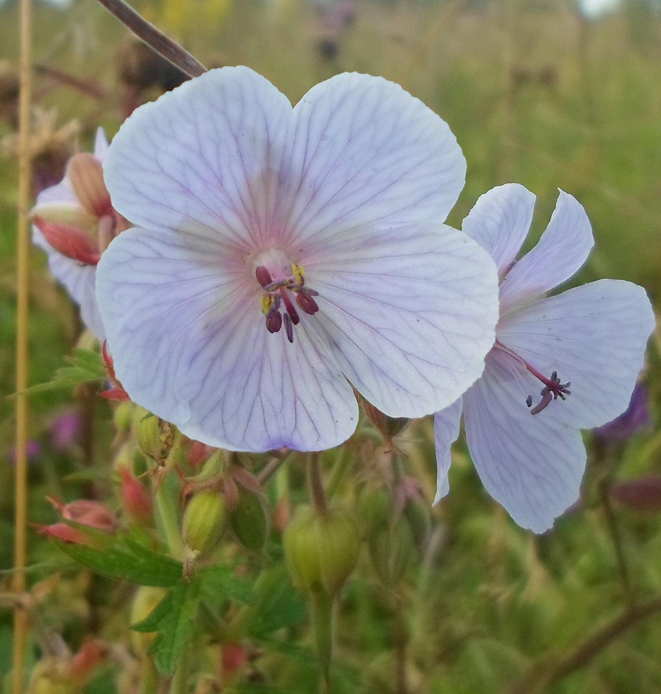 Image of Geranium pratense specimen.