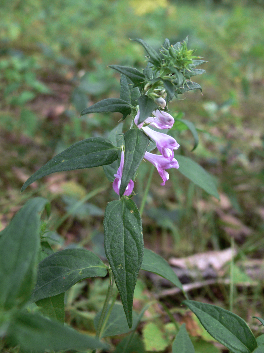 Image of Melampyrum roseum specimen.