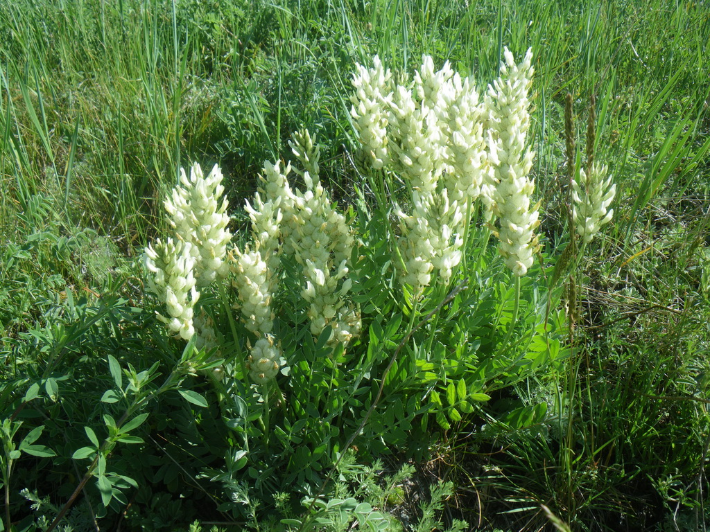 Изображение особи Astragalus follicularis.