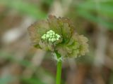 Thalictrum baicalense
