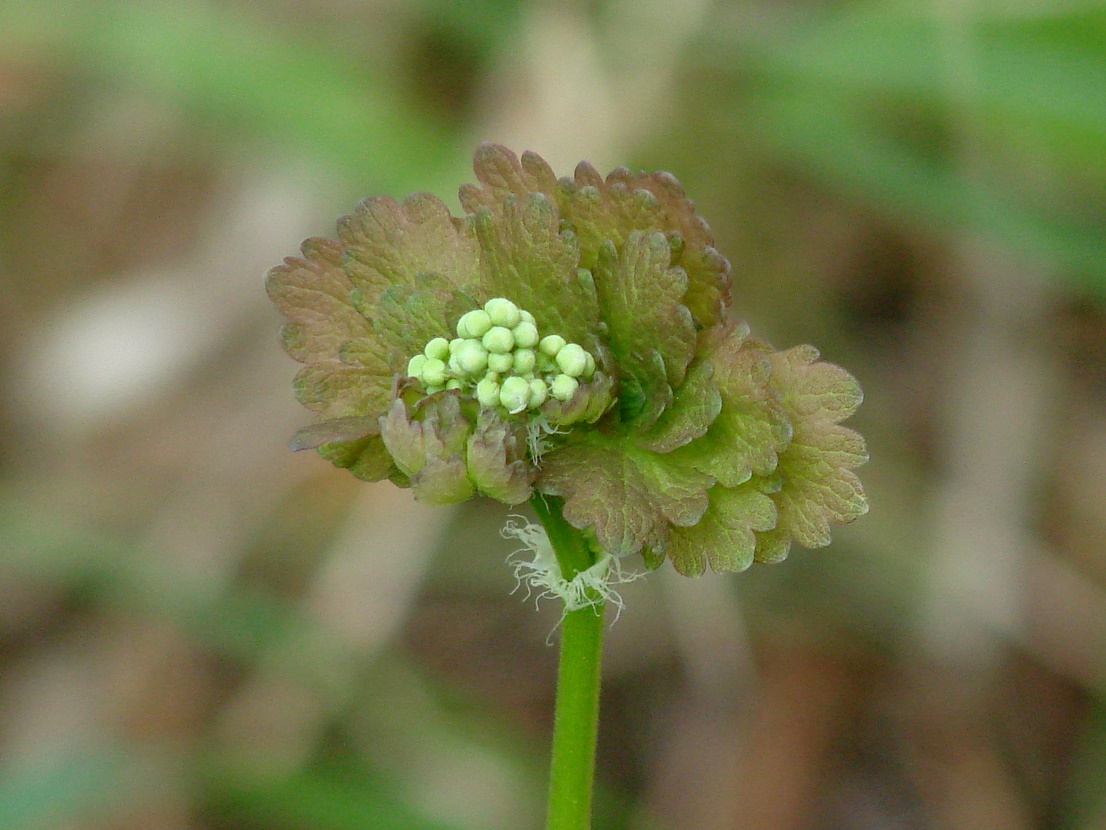 Изображение особи Thalictrum baicalense.