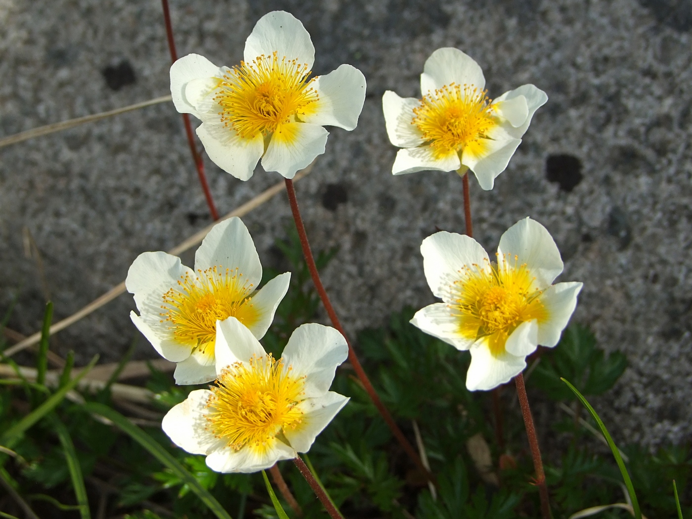 Image of Sieversia pusilla specimen.