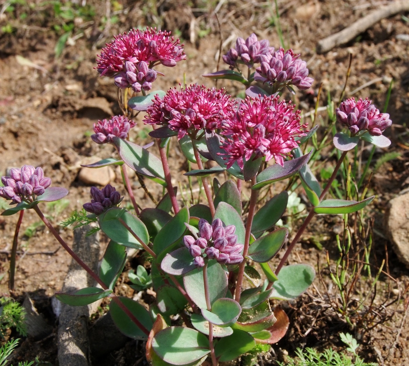 Изображение особи Hylotelephium triphyllum.