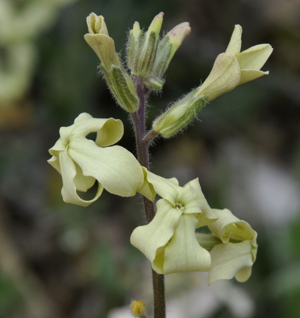 Изображение особи Hesperis laciniata.