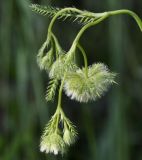 Lagoecia cuminoides