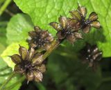 Caltha silvestris. Вскрывшиеся плоды-многолистовки. Приморский край, Партизанский городской округ, окр. с. Тигрового, берег р. Тигровая. 14.07.2016.