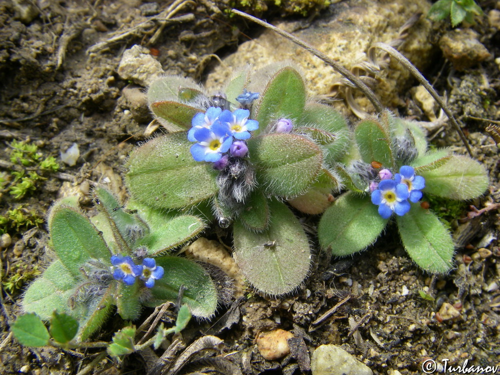 Image of Myosotis litoralis specimen.